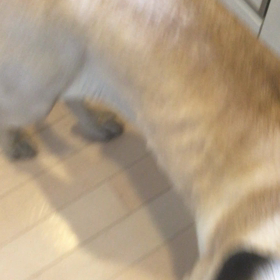 おすわりの教え方。の画像