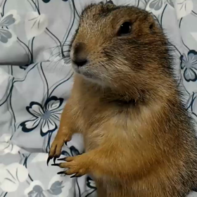 よっちんの不思議の画像