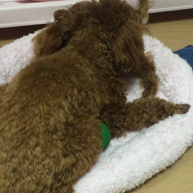 今日のワンプロ@2/18の画像