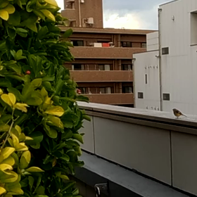 すぎぴたんの事件簿　シーズン２　１０８話の画像