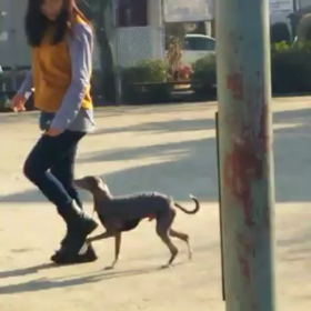 ヒール中のホップの画像