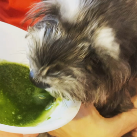 ひいたんも大好きスムージーの画像