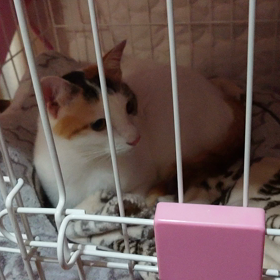 紬の初日の画像