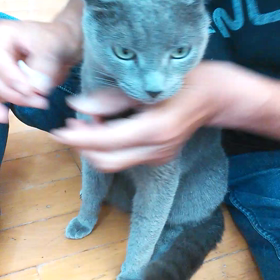 ジュニアの歯磨き　ロングバージョンの画像