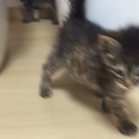 ハルカ&カナタ 【里親様募集中】の画像