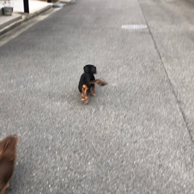 cocoaの記録の画像