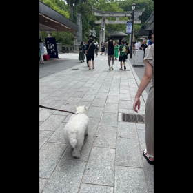 太宰府天満宮～仮殿～と、カフェウィズドッグエナの画像