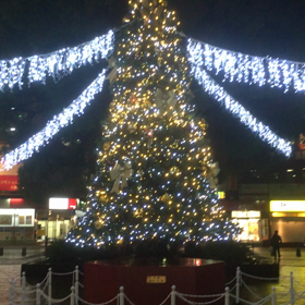 クリスマスツリーと寒雀の画像