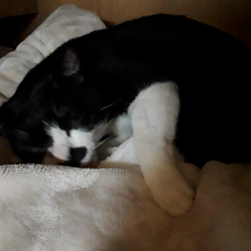 謹賀新年の画像