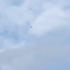 トンビが沢山飛んでる！の画像