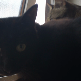 暑すぎて何もやる気がなかったの画像