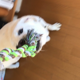 遊ぶのも仕事！の画像