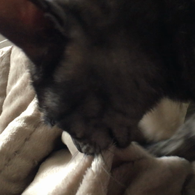 こたつ布団と同じと判定されたの画像