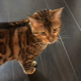 ナラが来て一年の画像