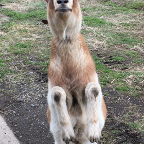 ドンちゃんカンパニーの由来の画像