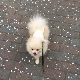 おまけ。お散歩動画。の画像