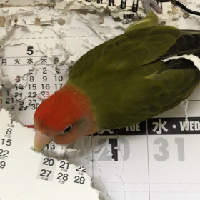 初めてのオンライン伝授の画像