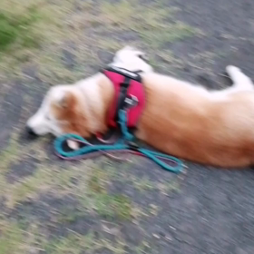 おうちの前からのゴロ寝で朝散歩スタート。とにかくゴロ寝の連続、どうなるかと思いきや、その合間は、の画像