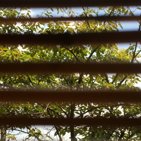 ~夏の終わり&秋の訪れコラボ鳴き~の画像