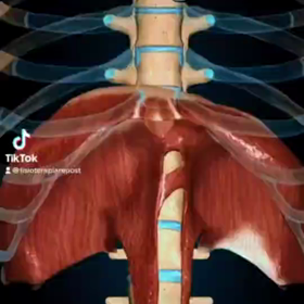 腹式呼吸を心がけましょう！！の画像