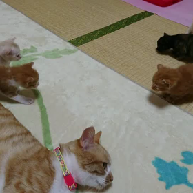 アンジュ親子も元気です☺️の画像