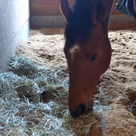 ただ馬が草を食べる動画　ララトリニティ編の画像