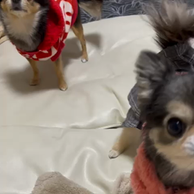 べるの吠え方の画像