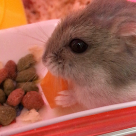 あせったぁ〜(;￣ー￣Aの画像