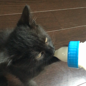 コネコニッキ＊＊リニュウもモウスグ？の画像