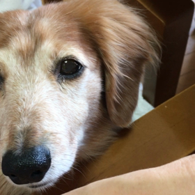 良い天気なジム休館日。チップ君おねだり…デールは？の画像