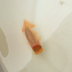 チビちゃんの画像