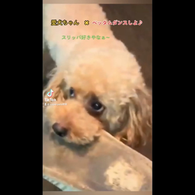 愛犬ちゃんとTikTokシリーズ❗️の画像