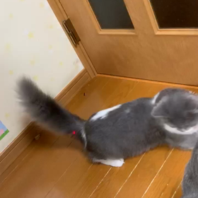 アイス君のお気に入りの遊びの画像