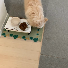 愛犬のカリカリご飯の変な食べ方の画像