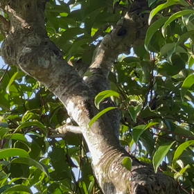 クマゼミが泣き始めたの画像