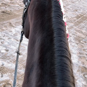 ボンちゃんの毛がの画像