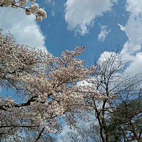 桜～*｡･+(人*´∀`)+･｡*の画像