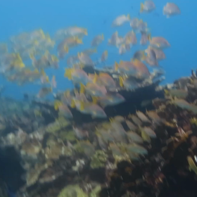 カンクンこぼれ話 Vol.2の画像