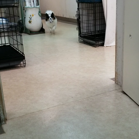 ピアーのボール遊び。の画像