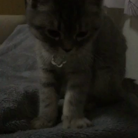 もーにんこーるの画像