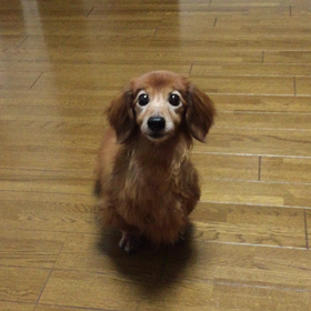 素晴らしいかほりの画像