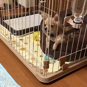 雷太、睡魔に襲われる。の画像