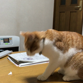 目指せ、ねこキャッチャー！の画像