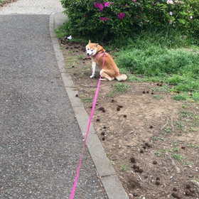 公園をお散歩の画像