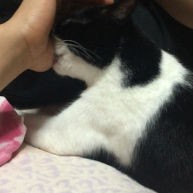 俺、親猫になる 365の画像