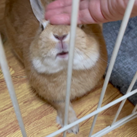 疲れてる飼い主の 画像