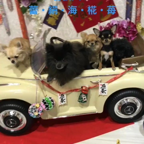 2018年もよろしくわん！の画像