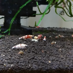 少しづつ増えてるはず。の画像