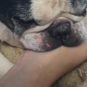 チュッチュッの画像