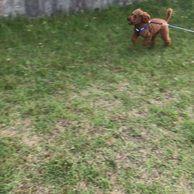 いいてんきの画像